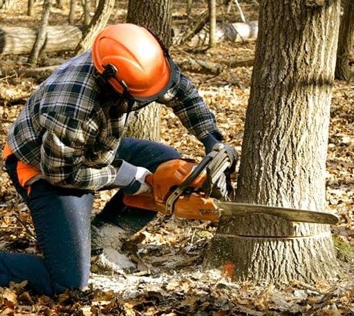 Tree Removal in Sublime, TX
